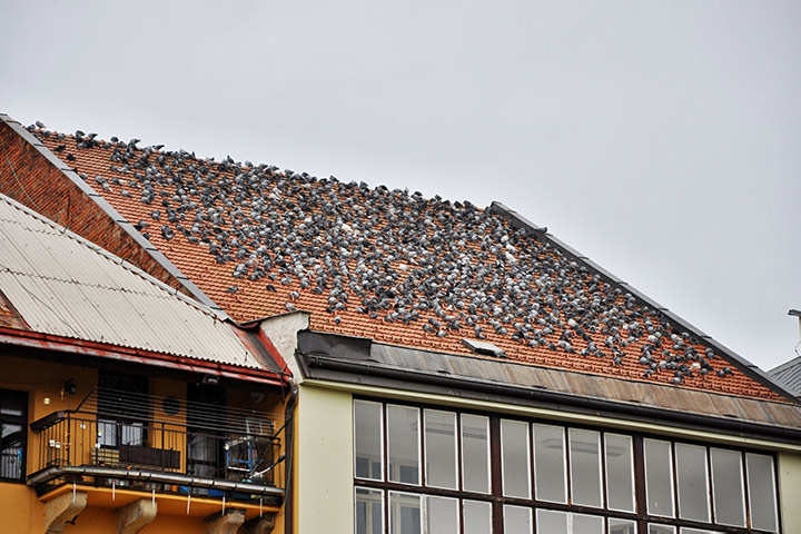 A2B Pest Control are able to install spikes to deter birds from roofs in Edinburgh. 