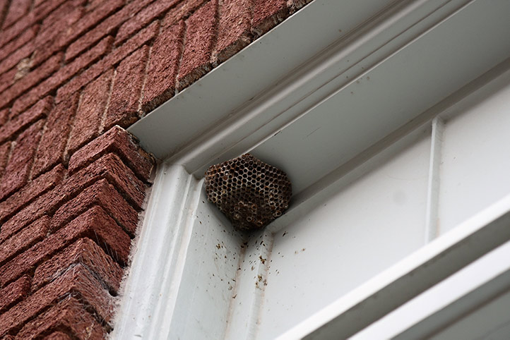 We provide a wasp nest removal service for domestic and commercial properties in Edinburgh.